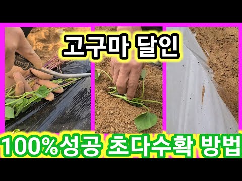 고구마 달인 100%성공 초 다수확방법 고구마심는방법,심는시기,물안주고임는방법,고궁사재배방법,키우기,농사,농부,농업,주말농장,텃밭