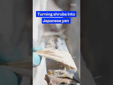 Here's how #farmers in #Nepal turn shrubs into Japanese currency. #yen #money