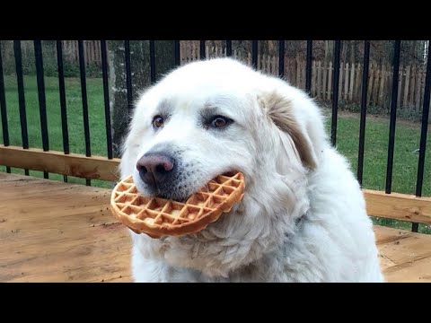 When Dogs Realizing All Food Is For Him - Funniest Reaction 2025