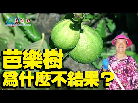 芭樂樹為什麼不結果？