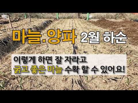 마늘 .양파 2월 하순 이렇게 하면 잘 자라고 굵고 좋은 마늘 수확 할 수 있어요!
