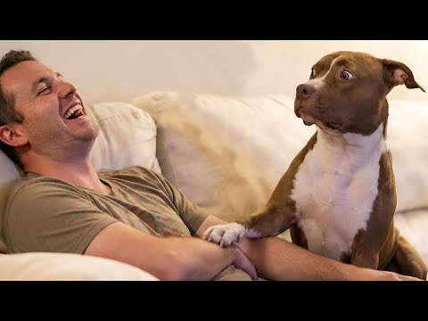 Unexpected Laugh with these Funny Dogs | Funny Animal Videos