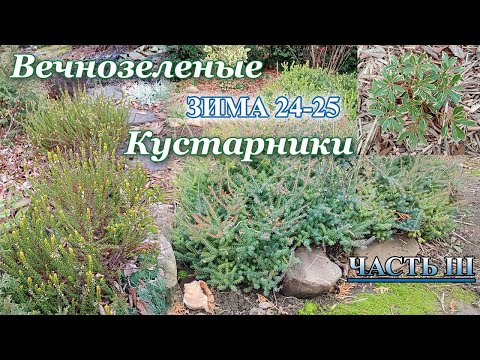 Большой обзор вечнозеленых кустарников моего сада, зима 2024/2025. Часть 3. Вересковые.