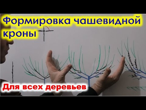 How to shape a CUP TREE in the garden