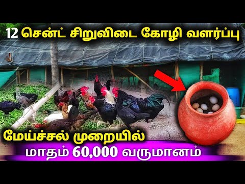 12 சென்ட் பரப்பளவில் சிறுவிடை கோழி வளர்ப்பு | twelve cent pure country chicken farm vlog in tamil