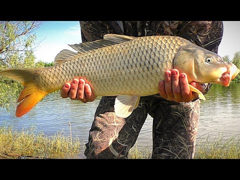 РЫБАЛКА НА САЗАНА. УХ! ЭТО НАДО ВИДЕТЬ! МОЩНЫЕ ПОКЛЁВКИ, УДОЧКИ УТАСКИВАЕТ. САЗАН ПРЁТ!