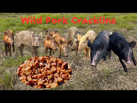 Trapping Wild Louisiana Pigs (Catch & Cook) Made Cracklins, Fried Frog Legs and Deer Backstrap