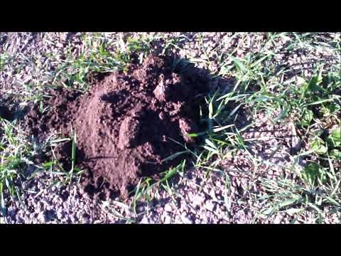 как на рыбацкий крючок поймать крота