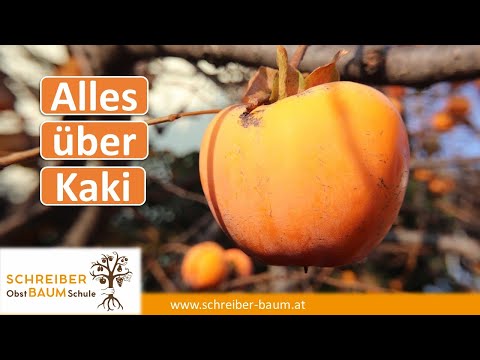Kaki Anbau von Profis lernen - Schnitt, Sorten, Unterlagen im intensivsten Anbaugebiet der Welt