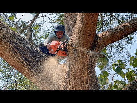 Thrilling… cut down a Huge tree in the middle of the village.