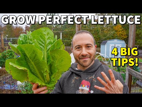 Never Fail GROWING LETTUCE Again! 4 Rules For BIG SUCCESS!