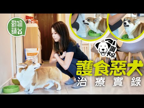 1歲哥基狗狗護食狂咬主人3次！靠近飯碗即刻發出嗚叫聲甚至齜牙咧嘴！訓犬師1招解決10日即見效 #訓犬記 #動物蘋台─果籽 香港 Apple Daily─原刊日期：20210428