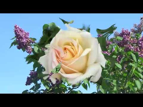 Дождь и солнце.   Музыка Сергея Чекалина. Rain and sun. Music by Sergei Chekalin.