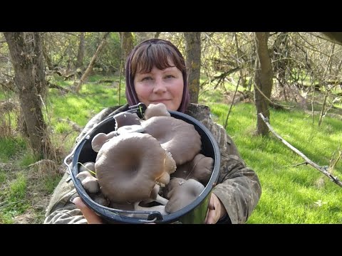 Грибной остров удивляет! Приготовила грибной паштет!