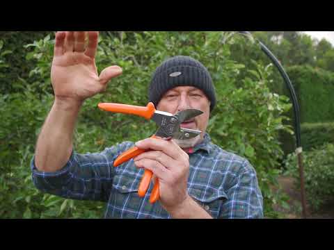 Why You Should Do A Summer Prune On Your Fruit Trees
