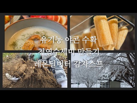 당뇨에 좋은 유기농 야콘 수확 / 천연 수세미 만들기 / 레몬딜버터 두백감자스프