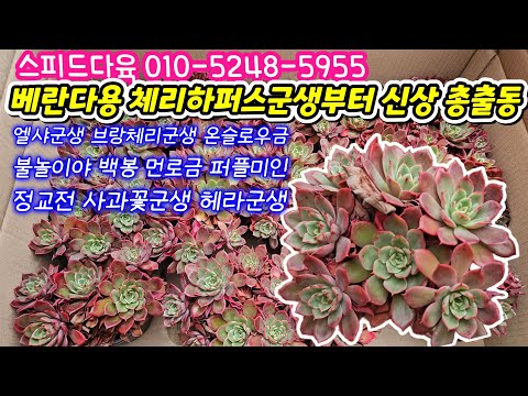 25.12.19 🌹체리하퍼스군생 엘샤군생 브랑체리군생 온슬로우금 불놀이야 백봉 먼로금 정교전 퍼플미인 헤라군생 사과꽃🌹스피드다육 010-5248-5955 전국택배가능 유료광고포함 