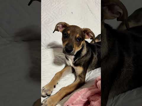 Coco was kissing the Nabor’s Dog! #lifeinpanama #puppy