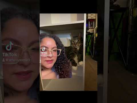 Litter robot acclimating your cat