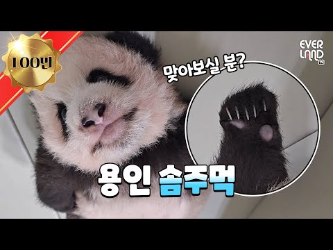 [ENG] 성덕(?) 송바오와 행복한 바오가족 데이트🖤 │#판다와쏭 #128