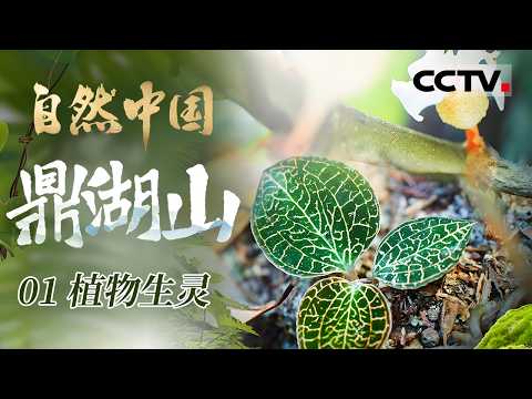 《自然中国之鼎湖山》01 植物生灵:北回归沙漠带上的绿色明珠 揭开400多岁原始森林仍具强大固碳能力的自然秘密!【CCTV纪录】