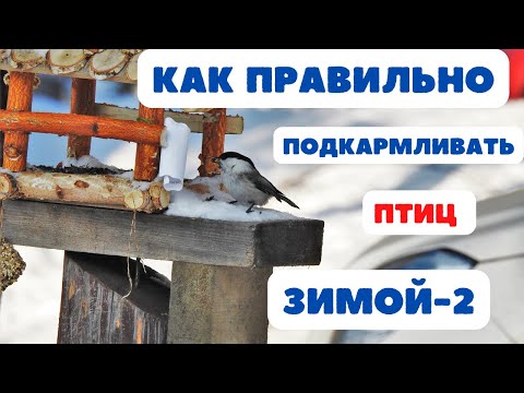 Как правильно подкармливать птиц зимой-2