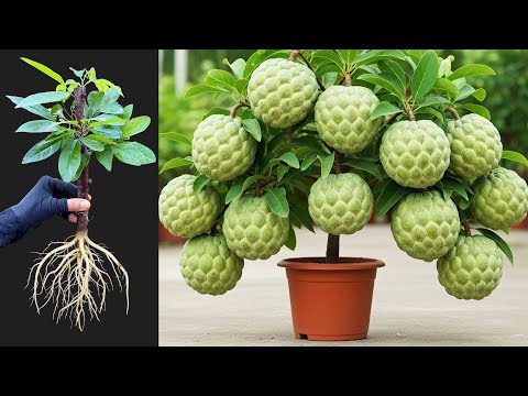 How To Grow Sweetsop Tree From Cutting With  Aloe Vera _ How to growing sweetsop tree