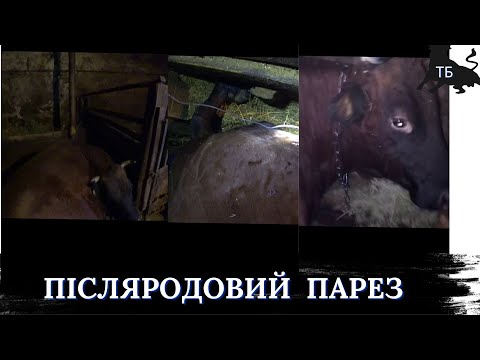 №38. Лікування корів від післяродового парезу.