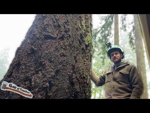 This Tree was 1 FOOT Away from this House! Zero Impact Fir Removal with a CRANE!
