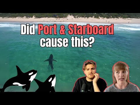 Two shark attacks in Plettenberg Bay - why?! Shark scientists discuss (ft Shark Bytes!)