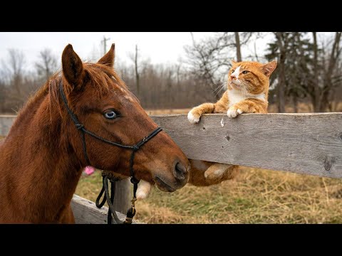 Cats Causing Chaos 😹 | Hilarious Cat & Wild Animal Encounters 2026