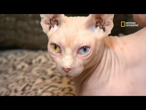 Micromascotas: primera parte |  Los más raros