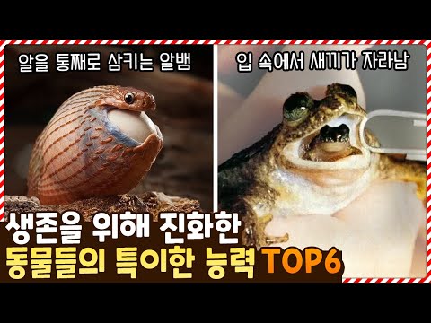 입 속에서 새끼를 키운다고!? 생존을 위해 특이한 능력을 갖게 된 동물들 TOP6