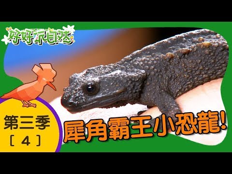 【好好玩自然】犀角霸王小恐龍！犀角金龜 霍氏蛙｜第4集_第三季｜日本沖繩｜柳丁哥哥 崇瑋老師｜生態探索｜YOYO