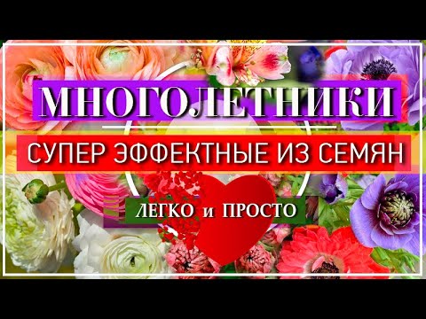 55 СУПЕР ЭФФЕКТНЫХ Многолетника из Семян 🌹 которые Точно ВОСХИТЯТ и УДИВЯТ Вас и Ваших соседей 😍👍💕