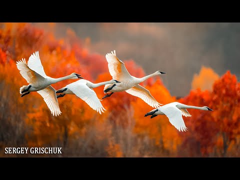 Красивая музыка (Осень) Романтическая расслабляющая музыка! Красивая музыка для души #Relaxing