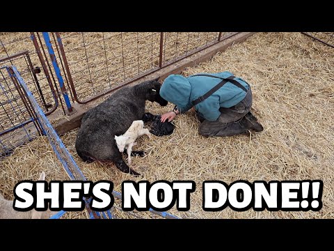 These ewes are FULL of SURPRISES!! (a VERY LONG day of lambing.) ~ Vlogmas 2025