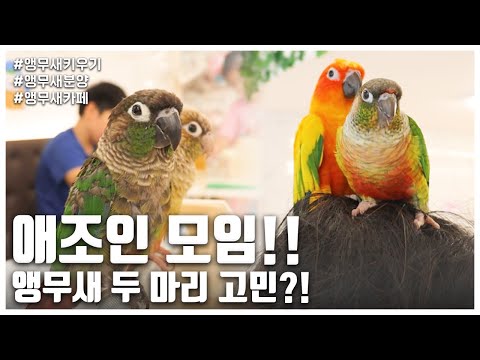 [앵무새키우기] 애조인 모임!! 앵무새 두 마리 고민?! (1편)