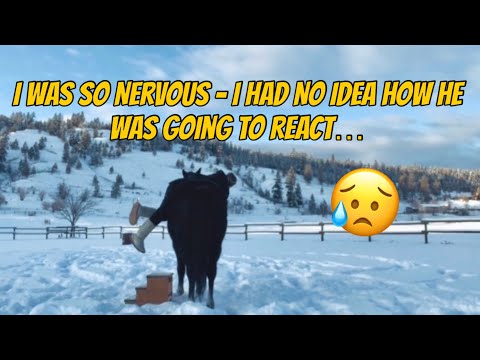 The First Time I Ever Rode Bareback&Bridleless On My Unpredictable Rescue-It Took Years To Get Here 