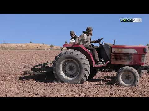 كل شيء عن زراعة الجلبانة