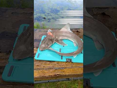 Deep Fried SHARK #fishing #shorts