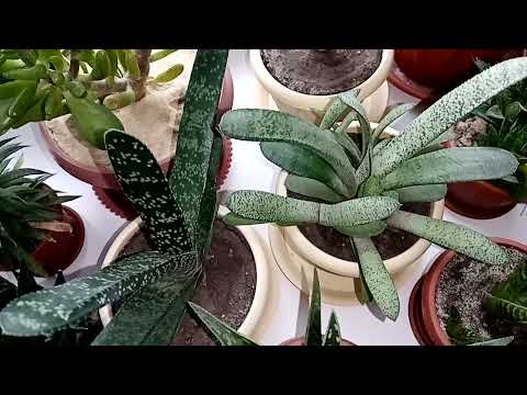 Мои растения в январе 2022 год