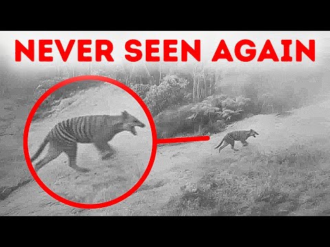 The Last Recorded Encounters with Extinct Species