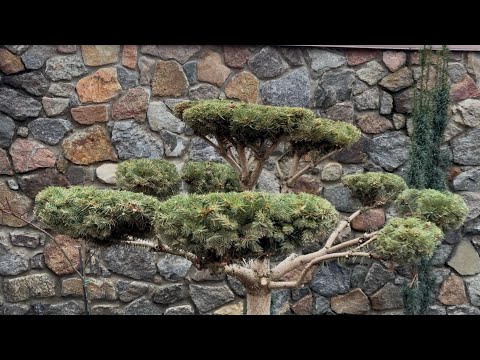 КАК КАРДИНАЛЬНО ИЗМЕНИТЬ ФОРМУ ЕЛИ ОБЫКНОВЕННОЙ СТРИЖКОЙ! ВЗРОСЛАЯ СОСНА ВЫРУБЛЕНА! ТЯЖЕЛЫЙ ТРУД! 