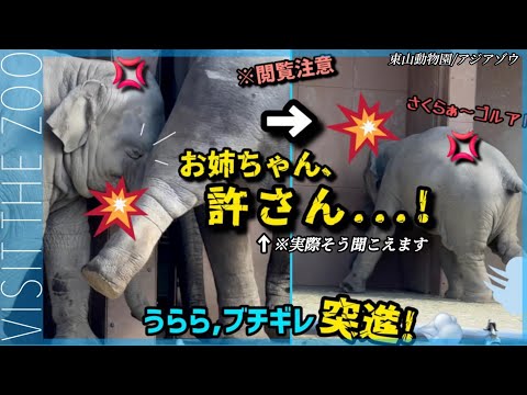 Urara~! Baby elephant ignores zookeeper's calls, gets angry and charges forward, refusing to go h...