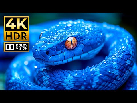 The Ultimate Paradise of 4K ANIMAL Videos | Dolby Vision HDR 4K 120fps