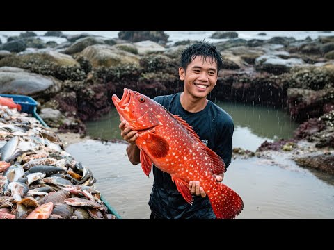 整桶猪肝打窝大水坑，不料千斤巨石下藏满惊喜，名贵东星斑数十斤重发财了【阿甘阿甘大海抽干】