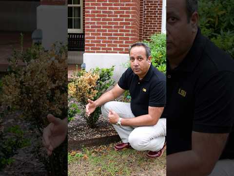 Boxwood dieback | Get It Growing