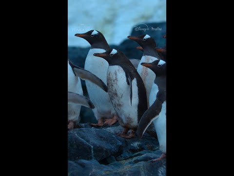 Sometimes it’s every penguin for themselves 🐧 #SecretsOfThePenguins