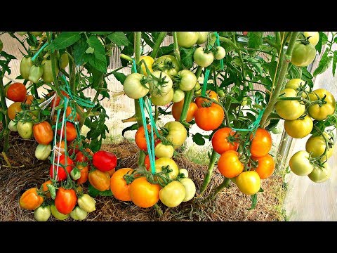 Planting tomatoes two per hole, which gives